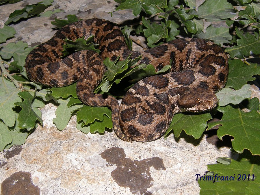 Vipera aspis hugyi